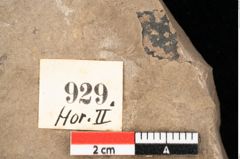 Foto (Detailsansicht) von Quercus palaeoilex Ettingshausen (NHMW-GEO-2024-0188-0929)